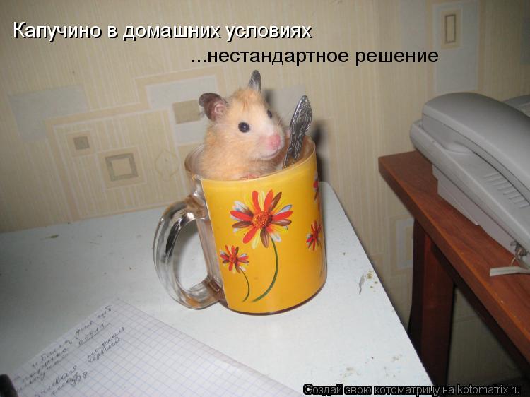Капучино в домашних условиях ...нестандартное решение... Котоматрица: Капучино в домашних условиях ...нестандартное решение