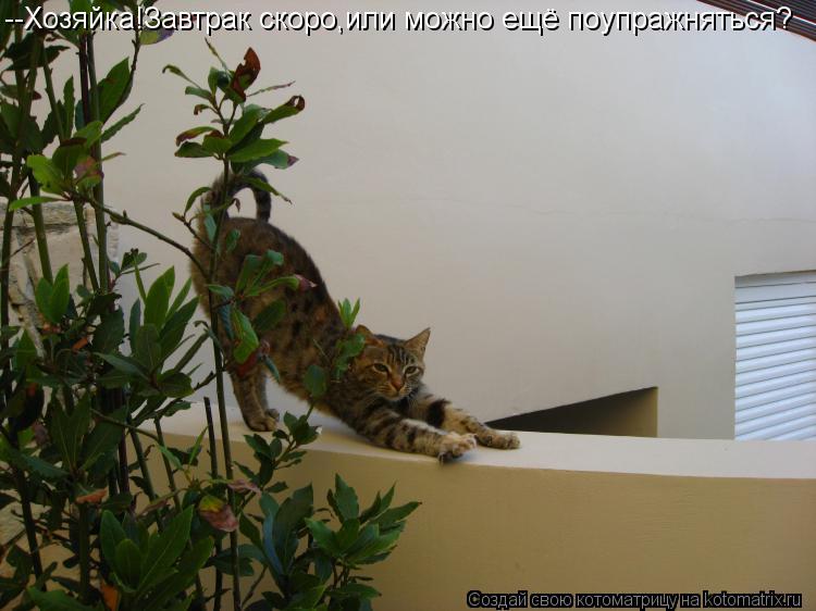 --Хозяйка!Завтрак скоро,или можно ещё поупражняться?... Котоматрица: --Хозяйка!Завтрак скоро,или можно ещё поупражняться?