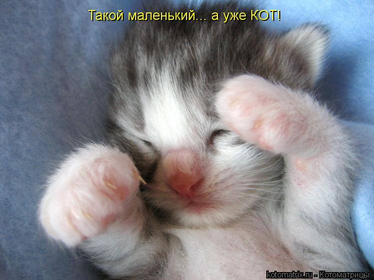 Такой маленький... а уже КОТ!... Котоматрица: Такой маленький... а уже КОТ!