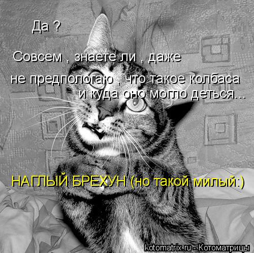 Котоматрица: Да ? Совсем , знаете ли , даже  не предпологаю , что такое колбаса и куда оно могло деться... НАГЛЫЙ БРЕХУН (но такой милый:)