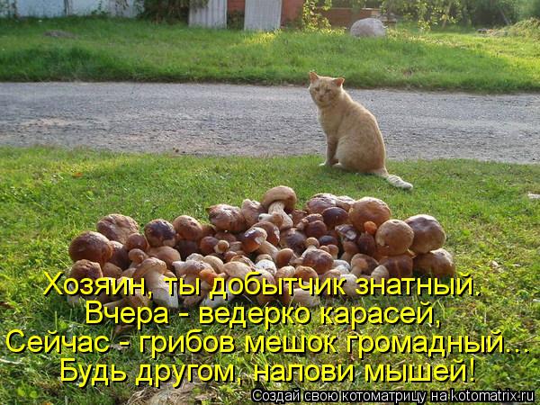 Хозяин, ты добытчик знатный. Вчера - ведерко карасей, Сейчас - грибов мешок громадный... Будь другом,... Котоматрица: Хозяин, ты добытчик знатный. Вчера - ведерко карасей, Сейчас - грибов мешок громадный... Будь другом, налови мышей!