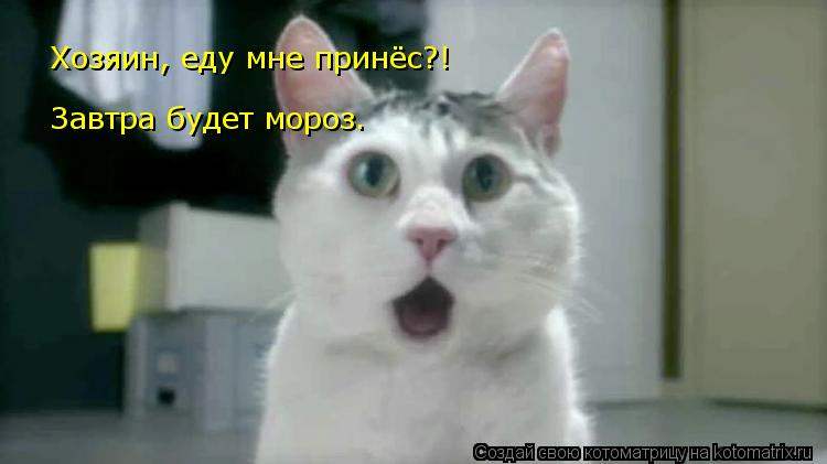 Котоматрица: Хозяин, еду мне принёс?! Завтра будет мороз.