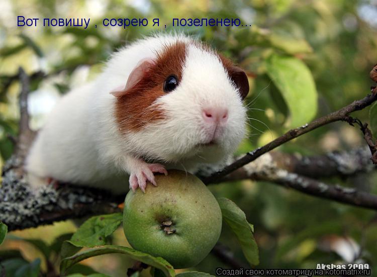 Котоматрица: Вот повишу , созрею я , позеленею...