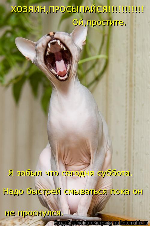 Котоматрица: ХОЗЯИН,ПРОСЫПАЙСЯ!!!!!!!!!!! Ой,простите. Я забыл что сегодня суббота. Надо быстрей смываться пока он не проснулся.