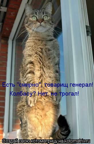 Котоматрица: Есть "смирно", товарищ генерал! Колбасу? Нет, не трогал!