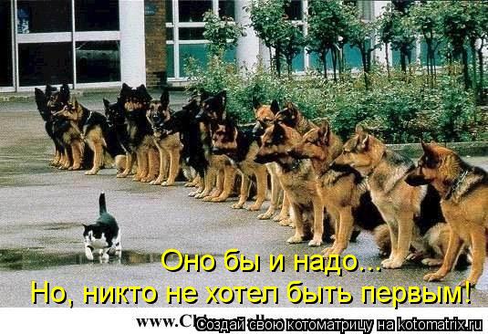 Оно бы и надо... Но, никто не хотел быть первым!... Котоматрица: Оно бы и надо... Но, никто не хотел быть первым!
