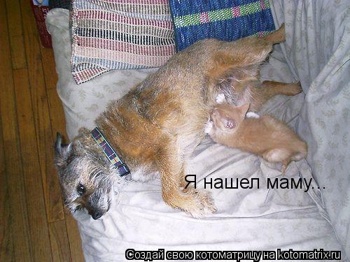 Котоматрица: Я нашел маму...