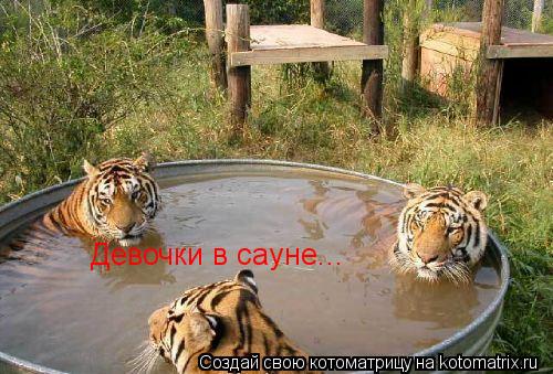 Девочки в сауне...... Котоматрица: Девочки в сауне...