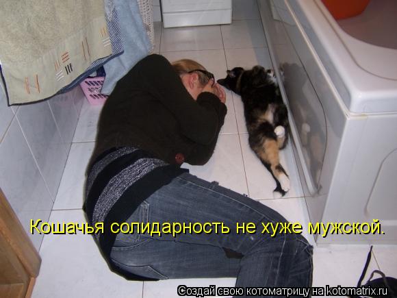 Кошачья солидарность не хуже мужской.... Котоматрица: Кошачья солидарность не хуже мужской.