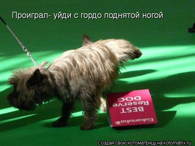 Котоматрица: Проиграл- уйди с гордо поднятой ногой