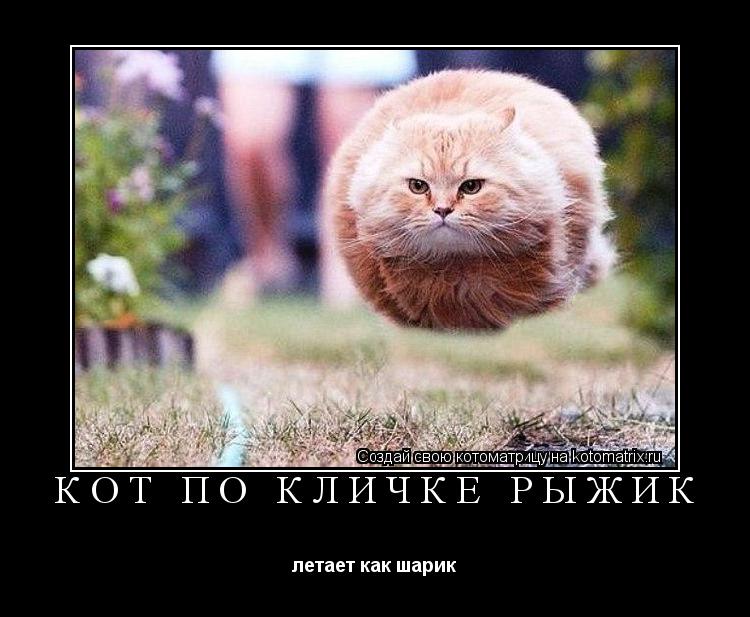 Котоматрица: кот по кличке Рыжик летает как шарик