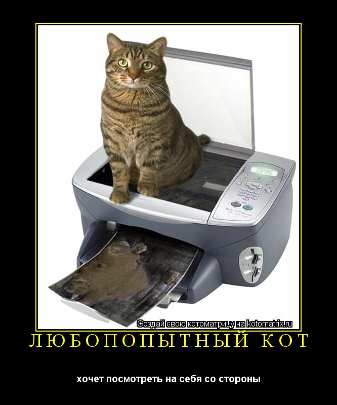 Котоматрица: любопопытный кот хочет посмотреть на себя со стороны