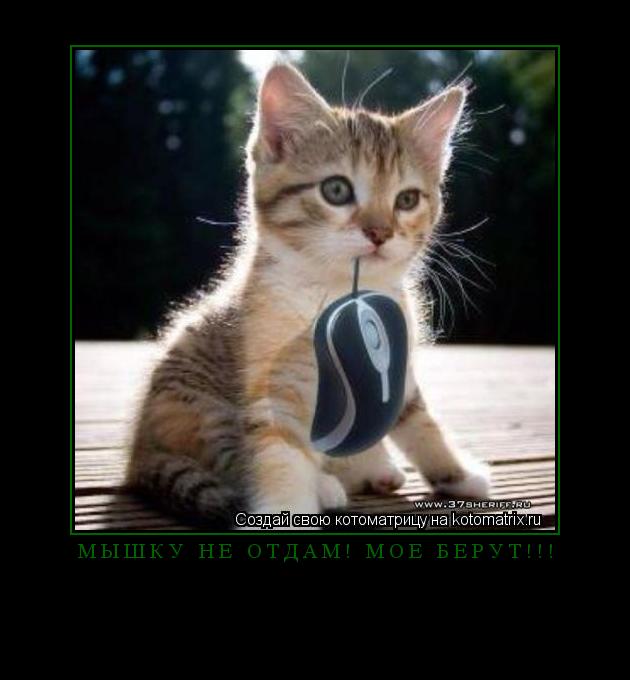 Котоматрица: Мышку не отдам! Моё берут!!! 