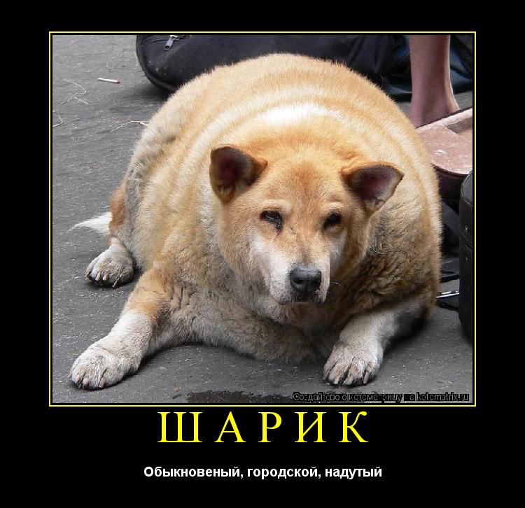 Котоматрица: Шарик Обыкновеный, городской, надутый