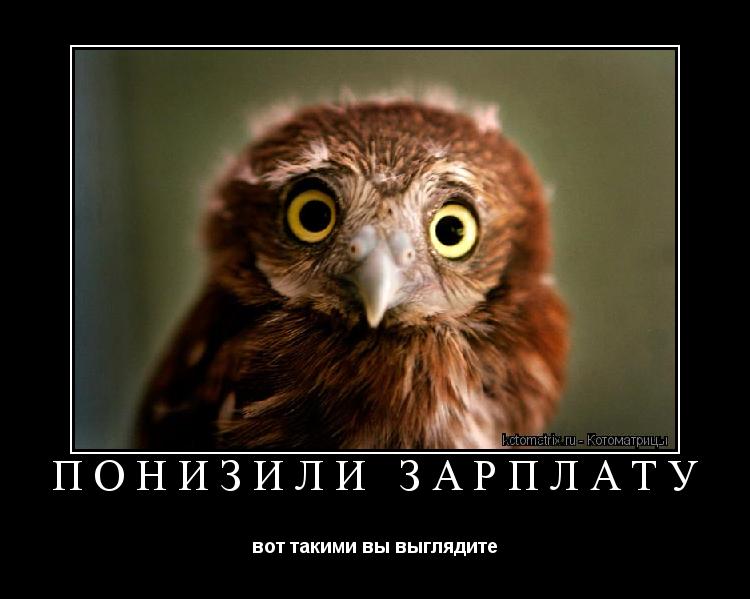 Котоматрица: понизили зарплату вот такими вы выглядите