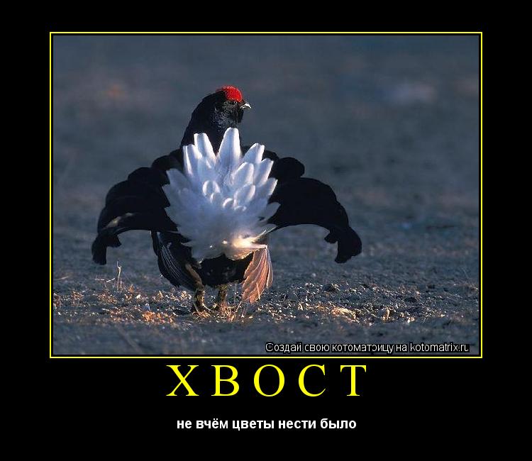 Котоматрица: хвост не вчём цветы нести было