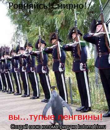 Ровняйсь!Смирно! вы...тупые пенгвины!... Котоматрица: Ровняйсь!Смирно! вы...тупые пенгвины!