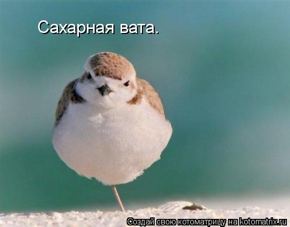 Сахарная вата.... Котоматрица: Сахарная вата.