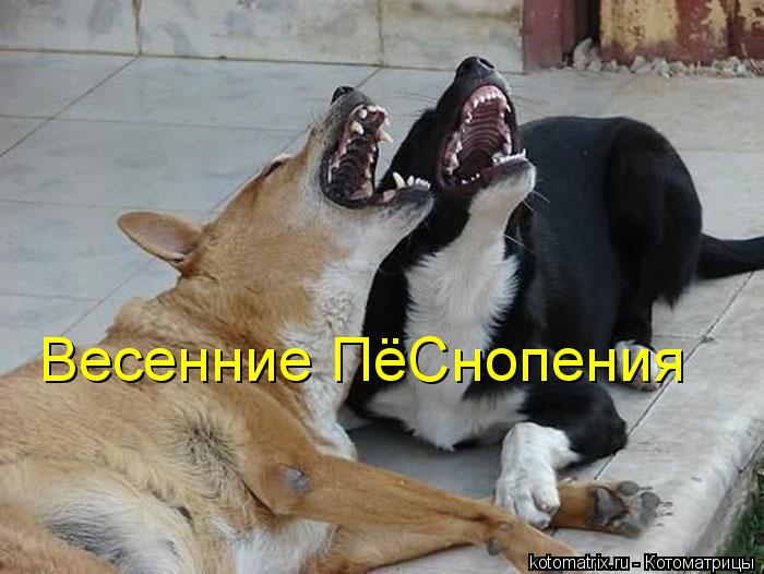 Весенние ПёСнопения... Котоматрица: Весенние ПёСнопения