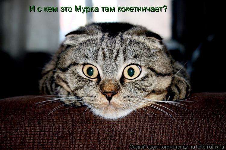 И с кем это Мурка там кокетничает?... Котоматрица: И с кем это Мурка там кокетничает?
