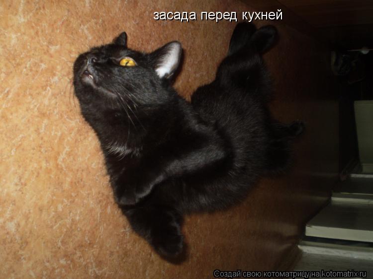 Котоматрица: засада перед кухней