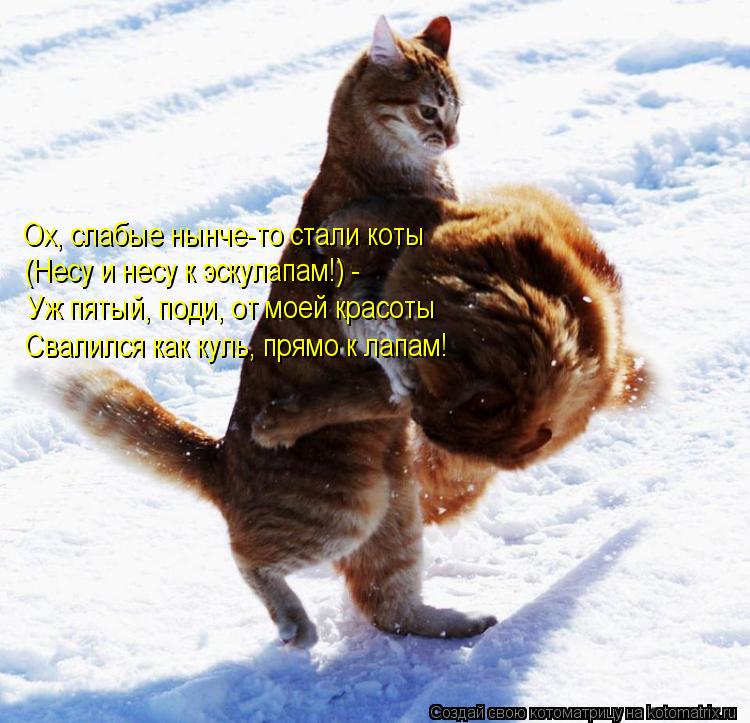 Ох, слабые нынче-то стали коты (Несу и несу к эскулапам!) - Уж пятый, поди, от моей красоты Свалился ... Котоматрица: Ох, слабые нынче-то стали коты (Несу и несу к эскулапам!) - Уж пятый, поди, от моей красоты Свалился как куль, прямо к лапам!