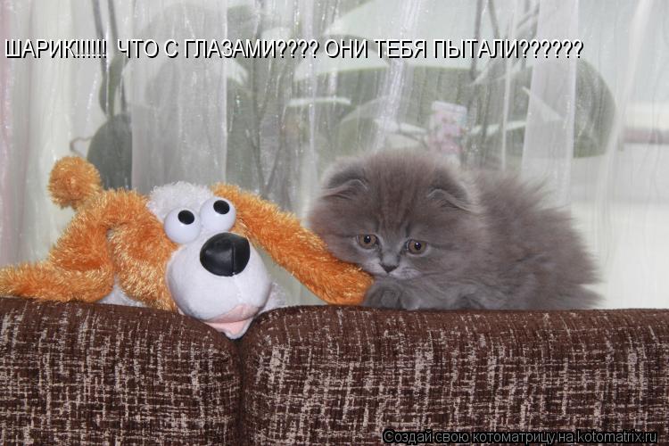 Котоматрица: ШАРИК!!!!!!  ЧТО С ГЛАЗАМИ???? ОНИ ТЕБЯ ПЫТАЛИ??????