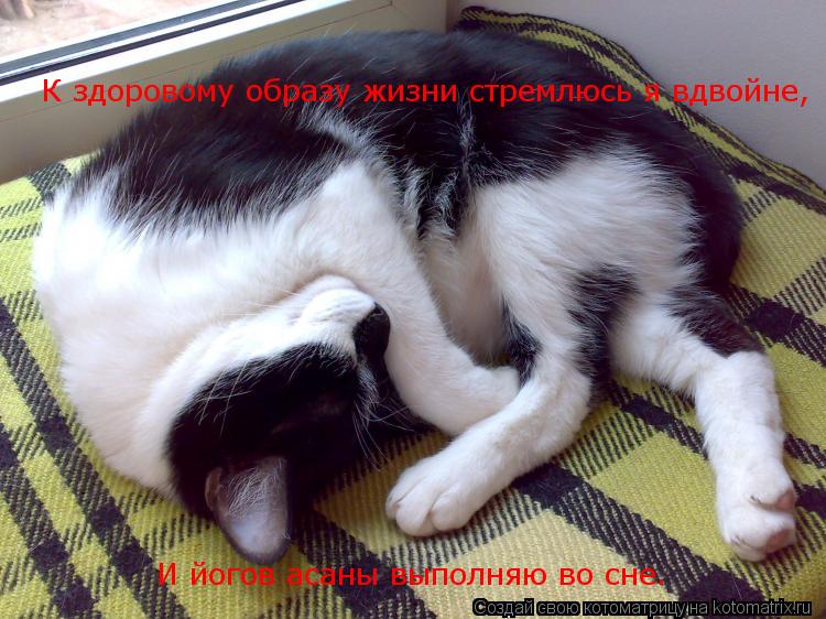 К здоровому образу жизни стремлюсь я вдвойне, И йогов асаны выполняю во сне.... Котоматрица: К здоровому образу жизни стремлюсь я вдвойне, И йогов асаны выполняю во сне.