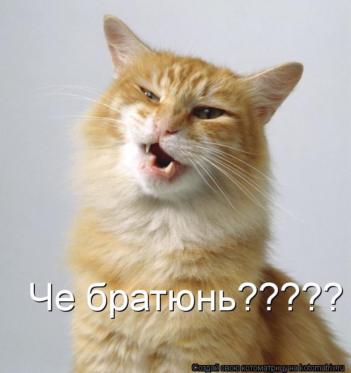 Че братюнь?????... Котоматрица: Че братюнь?????