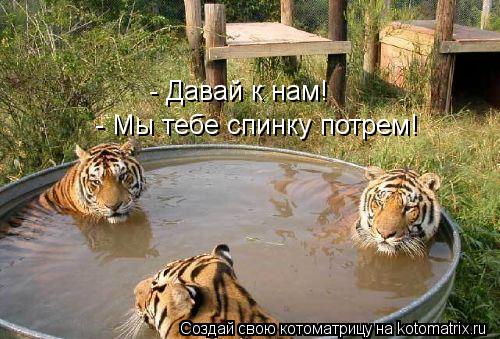 - Давай к нам! - Мы тебе спинку потрем!... Котоматрица: - Давай к нам! - Мы тебе спинку потрем!