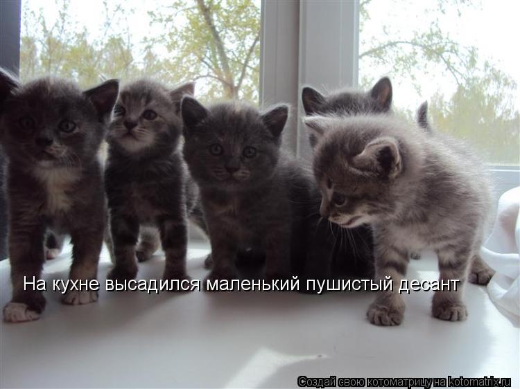 На кухне высадился маленький пушистый десант... Котоматрица: На кухне высадился маленький пушистый десант