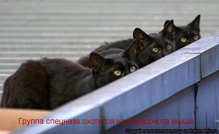 Группа спецназа охотится на террориста мыша.... Котоматрица: Группа спецназа охотится на террориста мыша.