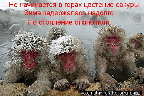 Котоматрица: Не начинается в горах цветение сакуры. Зима задержалась надолго. Но отопление отключили.