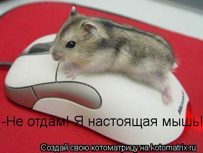 Котоматрица: -Не отдам! Я настоящая мышь!
