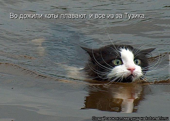 Котоматрица: Во дожили коты плавают, и все из за Тузика.
