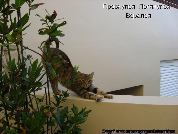 Котоматрица: Проснулся. Потянулся. Проснулся. Потянулся. Всрался