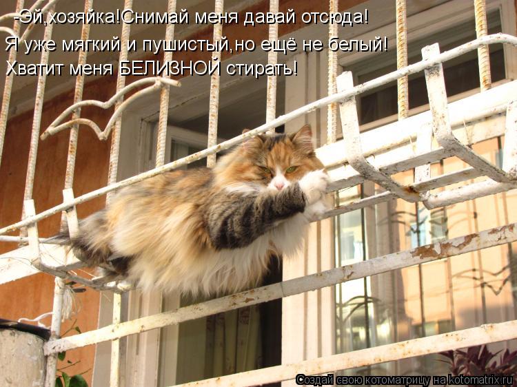 Котоматрица: -Эй,хозяйка!Снимай меня давай отсюда! Я уже мягкий и пушистый,но ещё не белый! Хватит меня БЕЛИЗНОЙ стирать!