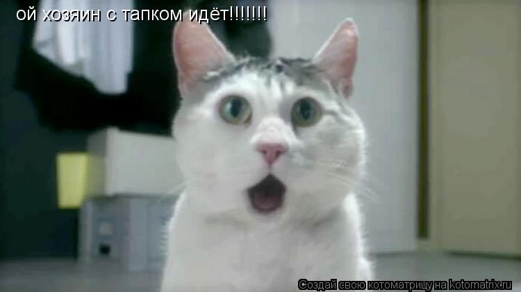 ой хозяин с тапком идёт!!!!!!!... Котоматрица: ой хозяин с тапком идёт!!!!!!!