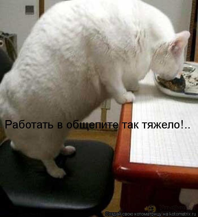 Котоматрица: Работать в общепите так тяжело!..