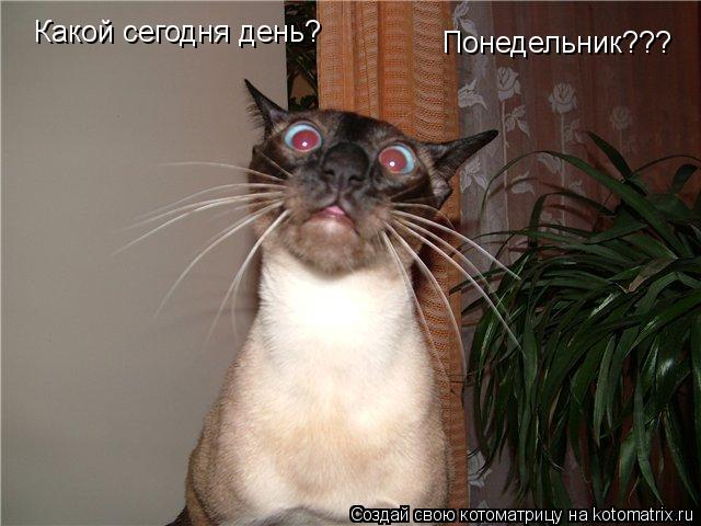 Котоматрица: Какой сегодня день? Понедельник???