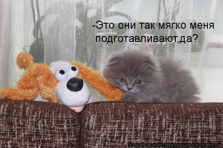 -Это они так мягко меня подготавливают,да?... Котоматрица: -Это они так мягко меня подготавливают,да?