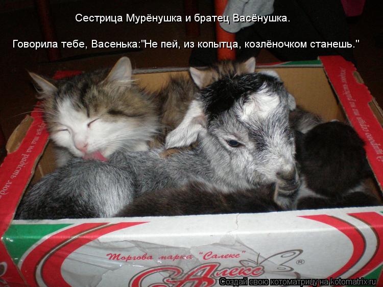 Котоматрица: Говорила тебе, Васенька:"Не пей, из копытца, козлёночком станешь." Сестрица Мурёнушка и братец Васёнушка.