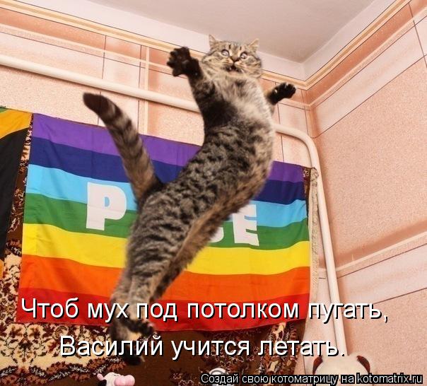 Чтоб мух под потолком пугать, Василий учится летать.... Котоматрица: Чтоб мух под потолком пугать, Василий учится летать.