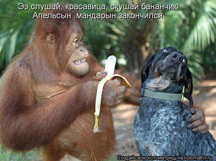 Котоматрица: Ээ,слушай, красавица, скушай бананчик! Апельсын ,мандарын закончился.
