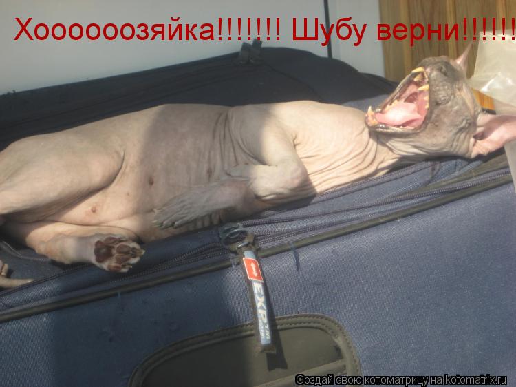 Котоматрица: Хоооооозяйка!!!!!!! Шубу верни!!!!!!1