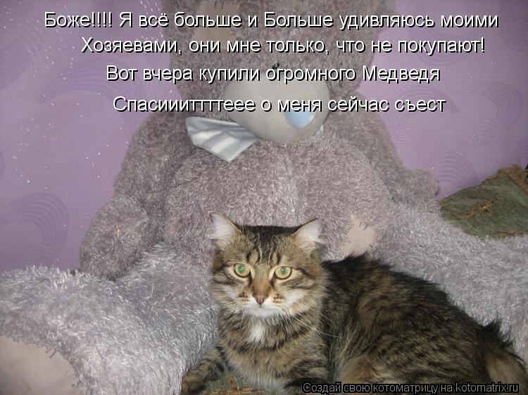Котоматрица: Боже!!!! Я всё больше и Больше удивляюсь моими  Хозяевами, они мне только, что не покупают! Вот вчера купили огромного Медведя Спасиииттттеее 