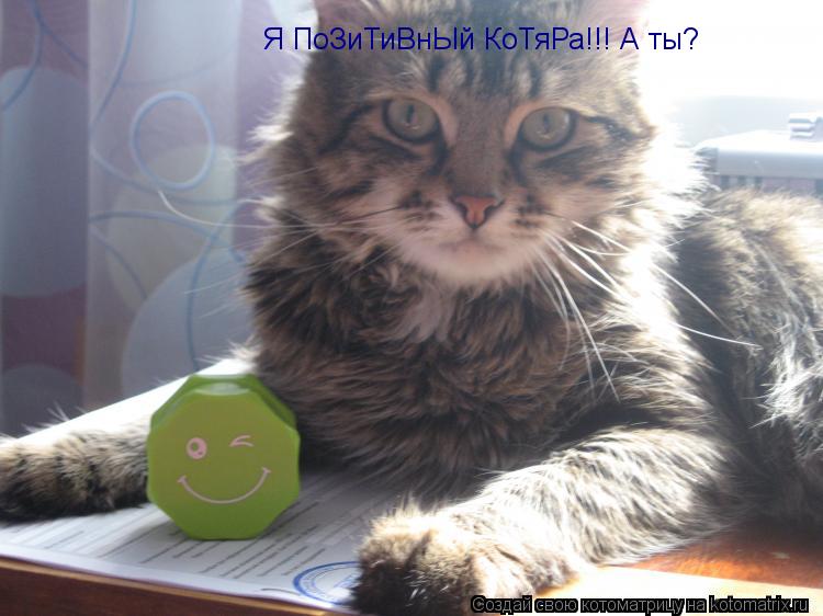 Котоматрица: Я ПоЗиТиВнЫй КоТяРа!!! А ты?