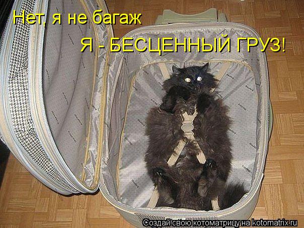 Котоматрица: Я - БЕСЦЕННЫЙ ГРУЗ! Нет, я не багаж
