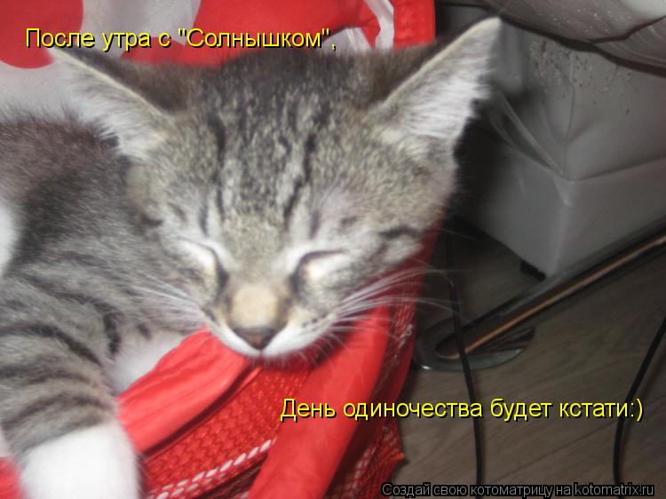 Котоматрица: День одиночества будет кстати:) После утра с "Солнышком",