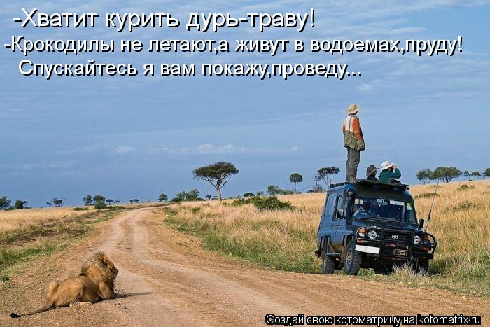 Котоматрица: -Хватит курить дурь-траву! Спускайтесь я вам покажу,проведу... -Крокодилы не летают,а живут в водоемах,пруду!